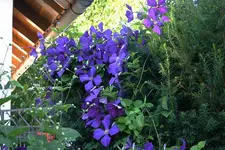 Cl. Jackmannib 0709a.webp