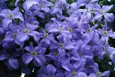 Cl.vit.Emilia Plater3511a.webp