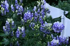 Eisenhut0211.webp