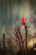 HerzDornen.webp