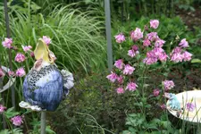 Akeleien2218.webp