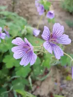 20180504_065047.webp