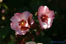 comp_DSC05202.webp