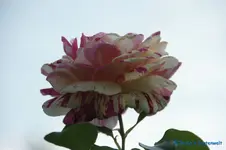 comp_DSC05672.webp