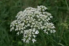Baerenklau0109.webp