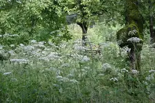 Baerenklau0209.webp