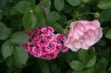 Bartnelken0208.webp