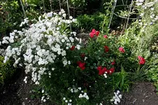 Bertramsgarbe0107.webp