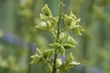 Bilderrätsl0111.webp