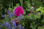 _IGP9687.jpg