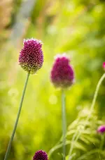_IGP4145.webp
