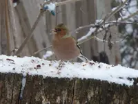 P1110885.webp