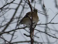 P1110919.webp