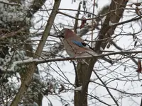 P1110937.webp
