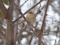 P1110947.webp