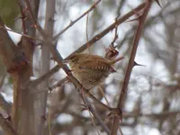 P1110949.webp