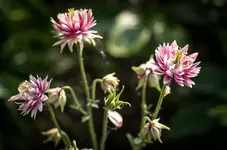 _IGP3292.webp