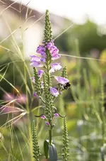 _IGP4392.webp