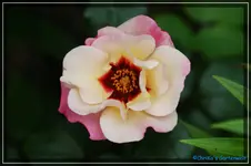 Allisar Princess of Phoenicia Strauchr. Harkness 2009.webp