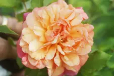 Augusta Luise Edelr.Tantau 1999.webp