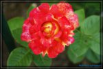 Abendsonne Kletterrose.jpg