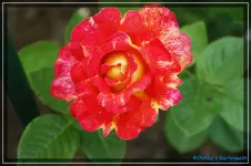 Abendsonne Kletterrose.webp