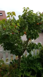 IMG-20180716-WA0002.webp