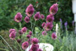 Allium0817.JPG