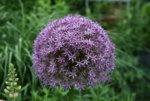 Allium0115.JPG