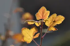 Herbst_0009.webp