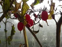 DSC00013.webp