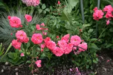 Rose Bad Birnbach0117.webp