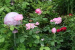 Rose Charles Renee Mackintosh0216.JPG