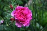 Rose Wise Portia 0115.JPG