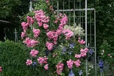 Rose Super Dorothy0517.webp