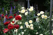 Rose The Pilgrim0816.webp