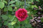 Rose William Shakespeare0310.jpg