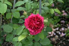 Rose William Shakespeare0310.webp