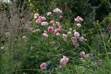 Rose Hyde Hall1008d.webp