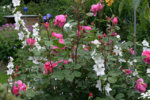 Rose John Clare0609a.jpg