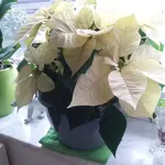 20181219_115626.webp