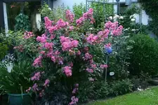 Rose Juanita2813.webp