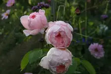 Rose Kathryn Morley0812a.webp