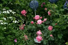 Rose Leonardo da Vinci0913.webp