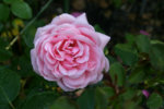 Rose Eglantyne0209e.jpg