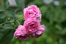 Rose Louise Odier0315.JPG