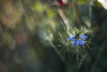 _MG_5487.jpg