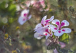 _MG_5483_1.jpg