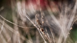 _MG_6729.jpg