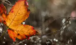 Herbstblatt 2.webp